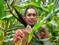 Biofortifikasi Tanaman Jagung, Inovasi Dosen FP Unila Atasi Stunting