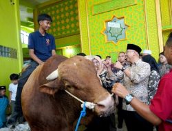 Gubernur Lampung Serahkan Bantuan Sapi Kurban dari Presiden RI