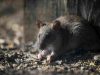 Tanda Lingkungan Anda Sudah Terinfestasi Tikus Got