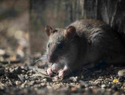 Tanda Lingkungan Anda Sudah Terinfestasi Tikus Got