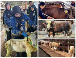 Penjualan Sapi Kurban Lampung 2026 Naik 40,15 Persen, Domba Melonjak 121,76 Persen